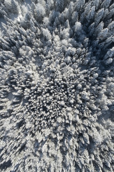 Bird's eye view of freshly snow-covered spruce forest, Sattelegg, Schwyz, Switzerland