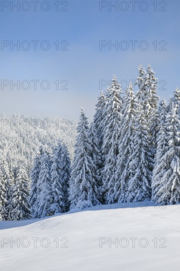 Freshly snow-covered spruce forest, Sattelegg, Switzerland