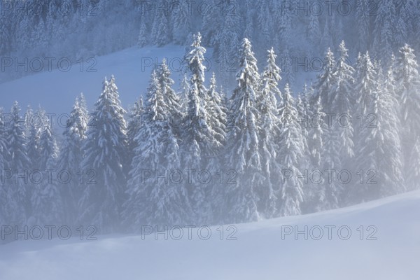 Freshly snow-covered spruce forest, Sattelegg, Schwyz, Switzerland