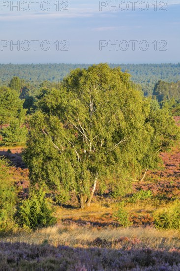 View from Wilseder Berg in LÃ¼neburg Heath nature park Park at sunrise, Lower Saxony, Germany