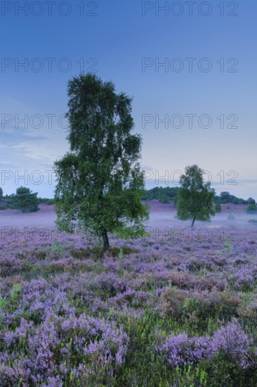 Wisps of mist drift around birches and junipers in the blooming LÃ¼neburg Heath, Lower Saxony, Germany