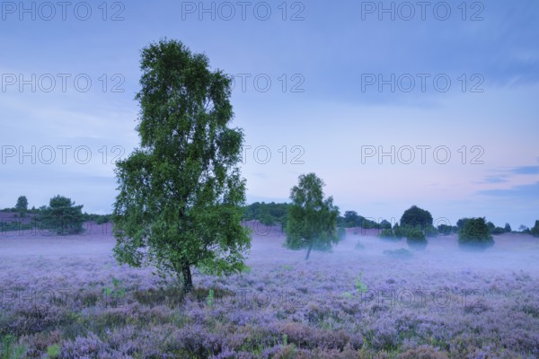 Wisps of mist drift around birches and junipers in the blooming LÃ¼neburg Heath, Lower Saxony, Germany