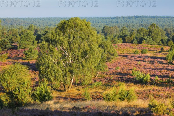 View from Wilseder Berg in LÃ¼neburg Heath nature park Park at sunrise, Lower Saxony, Germany