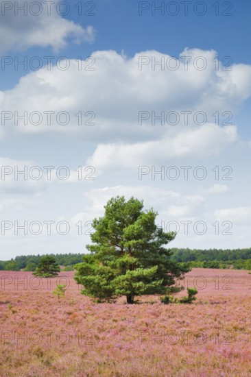 Single pine tree in the middle of the wide, blooming LÃ¼neburg Heath, Lower Saxony, Germany