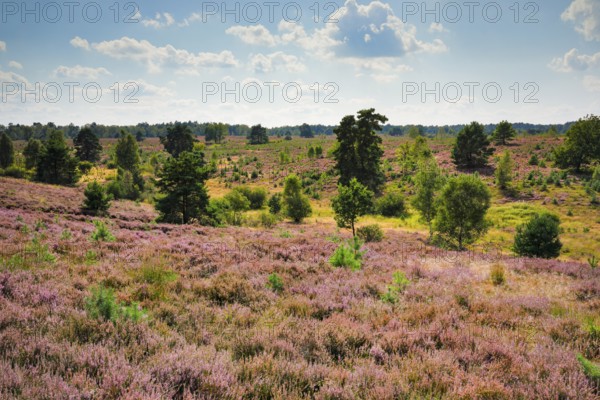 View over the blooming Osterheide with numerous trees in the LÃ¼neburg Heath nature park Park, Lower Saxony, Germany