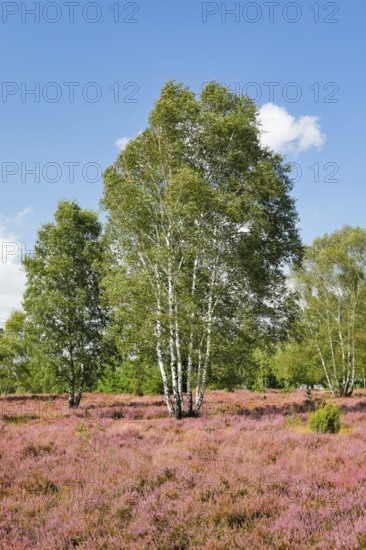 Large birch trees in the blooming LÃ¼neburg Heath, Lower Saxony, Germany