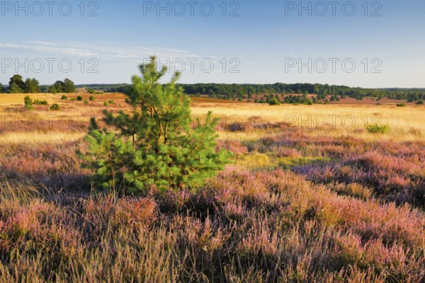 Trees and blooming heath near Oberhaverbeck in the LÃ¼neburg Heath nature park Park, Lower Saxony, Germany