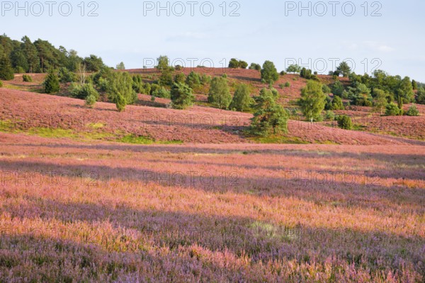 Trees and blooming heath at the foot of the Wilseder Berg, . LÃ¼neburg Heath nature park Park, Lower Saxony, Germany