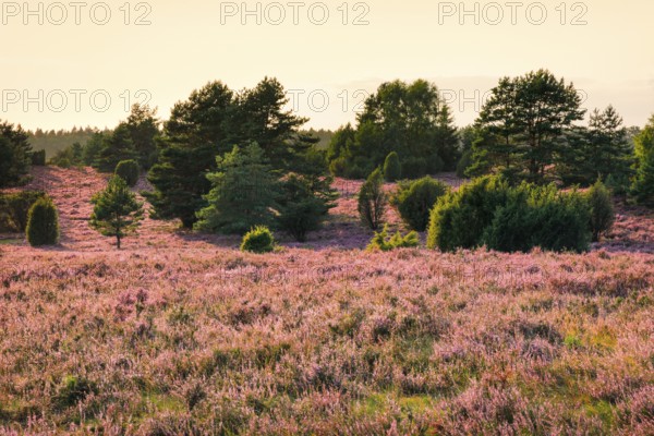 Trees and blooming heath in the evening light at Wilseder Berg, LÃ¼neburg Heath nature park Park, Lower Saxony, Germany