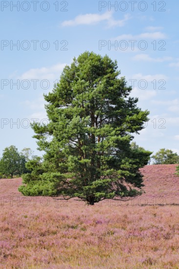 Large pine tree in the blooming LÃ¼neburg Heath, Lower Saxony, Germany