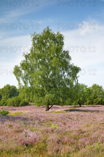 Birch tree in the blooming LÃ¼neburg Heath, Lower Saxony, Germany