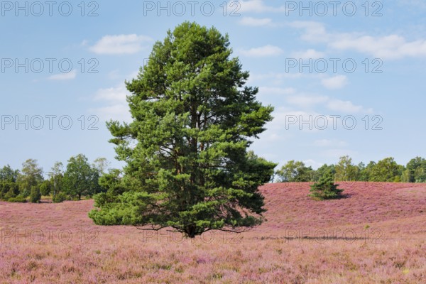 Large pine tree in the blooming LÃ¼neburg Heath, Lower Saxony, Germany