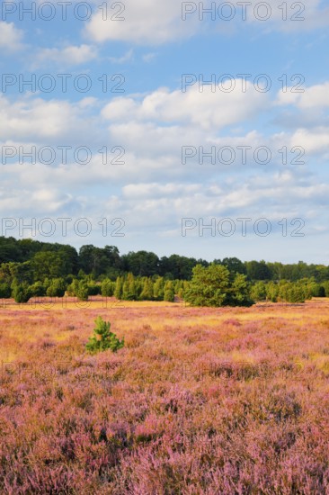 Trees and blooming heath near Oberhaverbeck in the LÃ¼neburg Heath nature park Park, Lower Saxony, Germany