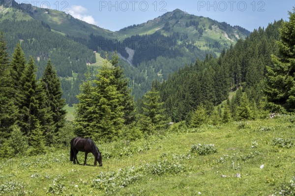 Horse in BÃ¤rgunttal, behind Walmendinger Horn, near Baad, Kleinwalsertal, AllgÃ¤u Alps, Vorarlberg, Austria