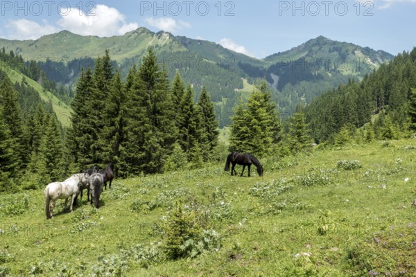Horses in BÃ¤rgunttal, behind GÃ¼nhorn, Ochsenhofer Köpfle, Muttelbergkopf and Walmendinger Horn, near Baad, Kleinwalsertal, AllgÃ¤u Alps, Vorarlberg, Austria