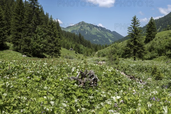 BÃ¤rgunttal, behind Walmendinger Horn, near Baad, Kleinwalsertal, AllgÃ¤u Alps, Vorarlberg, Austria