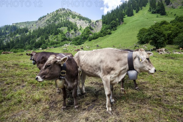 Cattle on the hiking trail in Dietersbachtal between Gerstruben and Dietersbachalpe, near Oberstdorf, AllgÃ¤u Alps, OberallgÃ¤u, AllgÃ¤u, Bavaria, Germany