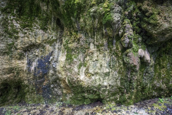 Mineral deposits and moss on a rock at the Dietersbach, Rautweg, Gerstruben, near Oberstdorf, AllgÃ¤u Alps, OberallgÃ¤u, AllgÃ¤u, Bavaria, Germany