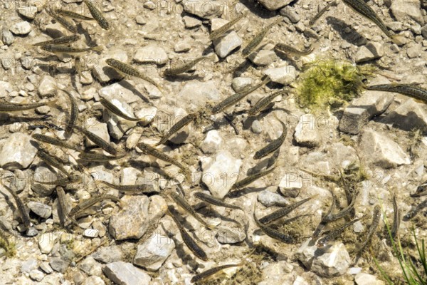 Small fish in GaiÃŸalpsee, near Oberstdorf, OberallgÃ¤u, AllgÃ¤u, Bavaria, Germany