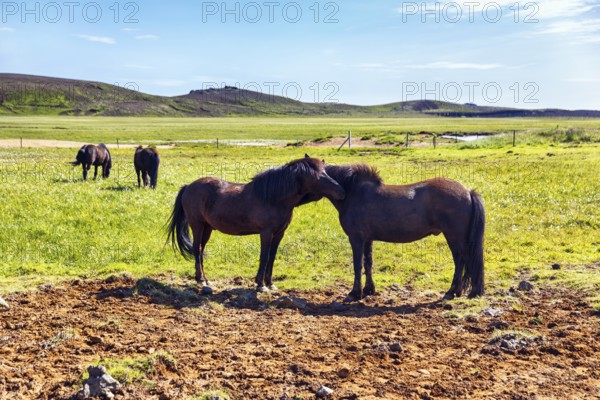 Icelandic horses, Icelandic ponies grazing in a meadow, KrÃ½suvÃ­k, Krisuvik, Reykjanes peninsula, near Reykjavik, Iceland