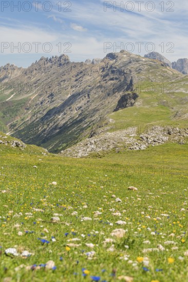 Mountain meadow full of flowers in front of a chain of mountains under a blue sky, Schlehrn hike, Alpe di Siusi, Dolomites, South Tyrol, Italy