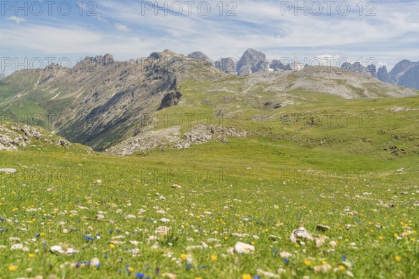 Lush green meadows with colourful flowers and mountains in the background under a blue sky, Schlehrn hike, Alpe di Siusi, Dolomites, South Tyrol, Italy