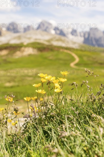Yellow flowers in a green meadow against a mountain backdrop, nature in full bloom, Schlehrn hike, Alpe di Siusi, Dolomites, South Tyrol, Italy