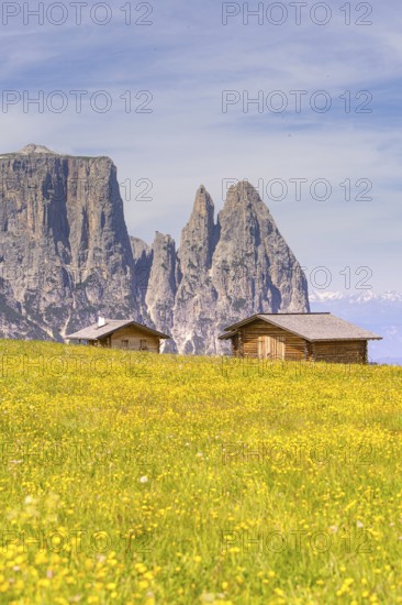 Two wooden huts stand in a flowering meadow in front of an impressive mountain range, Schlehrn hike, Alpe di Siusi, Dolomites, South Tyrol, Italy
