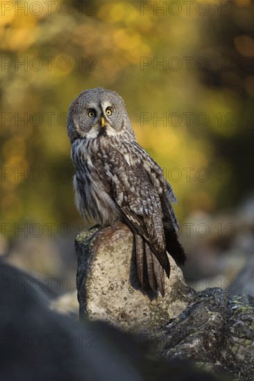 Bright autumn colours... Bearded owl (Strix uralensis), common owl in northern Scandinavia uses a raised rock at the edge of the forest as a perch, is hunting, looks around, beautiful autumn picture of the world's largest owl, common in Finland and Norway, native nature, Northern Europe