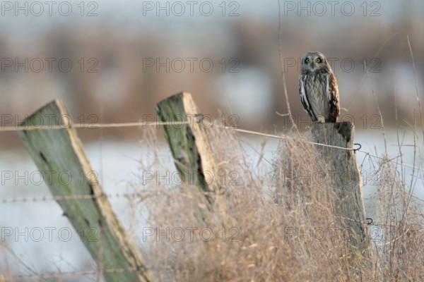 Surprising encounter... Short-eared owl (Asio flammeus) in North Rhine-Westphalia, rare, often diurnal, native owl, likes to move around in the winter months, observation with a lot of luck, looking into the camera, yellow eyes, native nature, Lower Rhine, Bislicher Insel, North Rhine-Westphalia, Germany, Western Europe