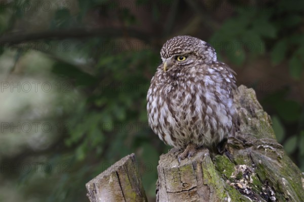 In a pollarded ash tree... Little owl (Athene noctua), small, widespread native owl sits thickly fluffed up up (comfort behaviour) on its resting place, perch in a pollarded tree, resting, observing the surroundings, side view, native nature, Lower Rhine, North Rhine-Westphalia, Germany, Western Europe