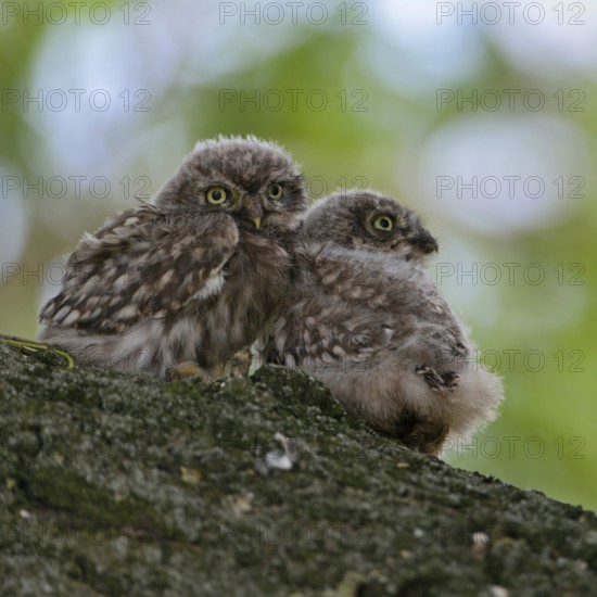 High up in an old tree... Little owl (Athene noctua), two probably not yet fledged little owls, young owls cuddling together, are in the moult from dusky plumage to juvenile plumage, series animal children, native nature, Lower Rhine, North Rhine-Westphalia, Germany, Western Europe