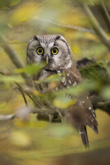 Big yellow eyes... Great horned owl (Aegolius funereus) sits hidden in autumn leaves, looks wide awake with typical owl eyes directly into the camera, rare, endangered native owl due to habitat loss, native nature, Bavaria, Germany, Western Europe