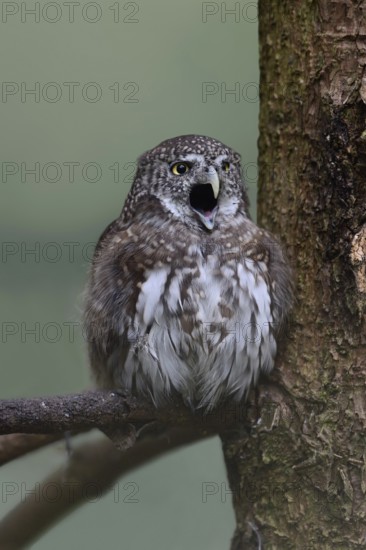 Our smallest native owl... Pygmy owl (Glaucidium passerinum) sits in the branches of a coniferous tree, calls, is in courtship, autumn courtship, marks out its territory, dispersal is increasing, inhabits mainly coniferous forests, pygmy owls are diurnal, so they avoid the danger of becoming prey for larger owl species, native nature, Bavaria, Germany, Western Europe