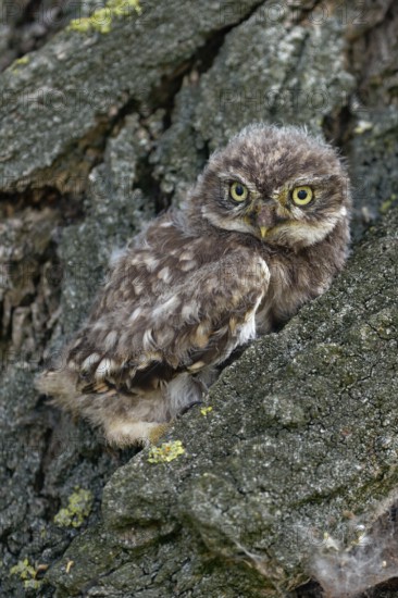 Young owl... Little owl (Athene noctua), not yet fledged owlet sits, perches in the bark of a tree, hides there, relies on its camouflage, waits to fledge soon, series of cute animal children, funny pictures, local nature, Lower Rhine, Rhineland, Meerbusch, North Rhine-Westphalia, Germany, Western Europe