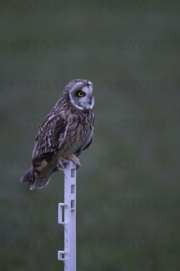 Modern pasture management... Short-eared owl (Asio flammeus), highly endangered, threatened native, indigenous owl, owl species, perches, sits on a mobile fence post at dusk, native nature, Rhineland, North Rhine-Westphalia, Germany, Western Europe