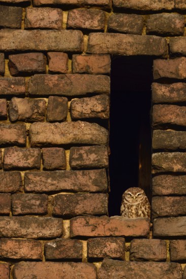 Little owl... Little owl (Athene noctua), owl, little owl, perches in the owl hole of an old brick barn, basks in the sun, enjoys the evening sun, local nature, Lower Rhine, Rhineland, Meerbusch, North Rhine-Westphalia, Germany, Western Europe