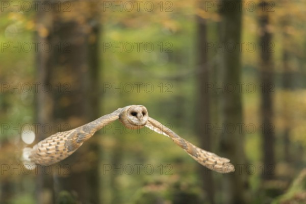 Silent... Barn owl (Tyto alba) in flight through an autumn forest, flying, native, widespread, generally known typical owl, frontal shot, wildlife, native nature, Rhineland, Lower Rhine, North Rhine-Westphalia, Germany, Western Europe