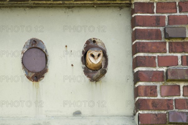 In the old transformer house... Barn owl (Tyto alba) hatching from the entrance hole to its shelter, a nesting aid, nesting box native nature, Lower Rhine, Rhine district Neuss, North Rhine-Westphalia, Germany, Western Europe
