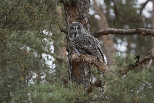 Hunting from a hide... Bearded Owl (Strix nebulosa) sits well hidden, concealed in the branches of a tree, pine, looking for prey, widespread in Finland and Norway, native nature, Northern Europe