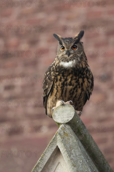 European eagle owl (Bubo bubo), adult, mating male, sitting on a church gable, urban, urban environment, cultural successor, frontal view, native nature, Lower Rhine, Rhineland, North Rhine-Westphalia, Germany, Western Europe