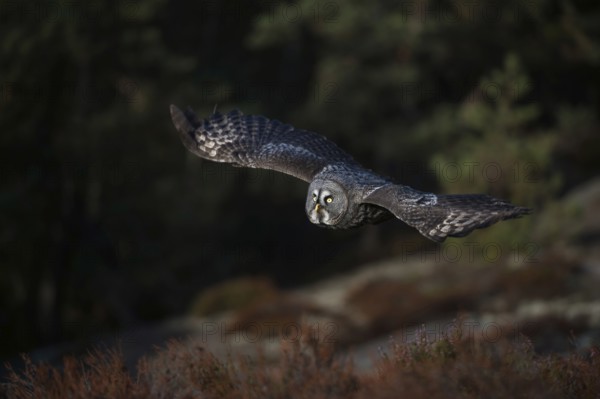 Fast gliding flight... Bearded owl (Strix nebulosa), characteristic owl of Nordic countries in flight over a clearing in the forest, common in Finland and Norway, native nature, Northern Europe