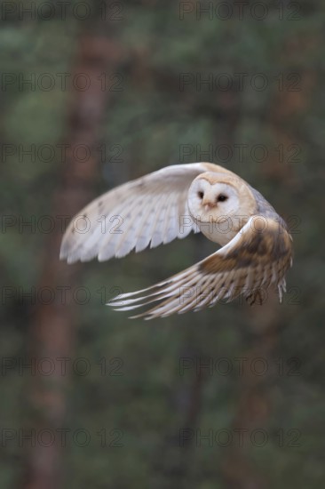Skilful hunter... Barn owl (Tyto alba), generally known, in Germany relatively common owl in rapid silent flight, hunting flight, flying at the edge of the forest, dynamic shot at dusk, beautiful, appealing wing posture, native nature, Germany, Western Europe