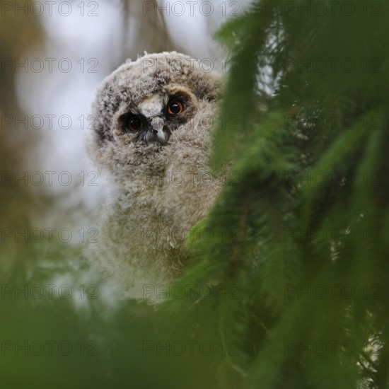 Unusual, just fledged owl... Long-eared owl (Asio otus) on the way to independence, attentive young bird in the tree, branchling in a dark dress looks curiously out between the greenery, funny facial expression, series of cute animal children, native nature, Lower Rhine, Rhineland, Meerbusch, North Rhine-Westphalia, Germany, Western Europe