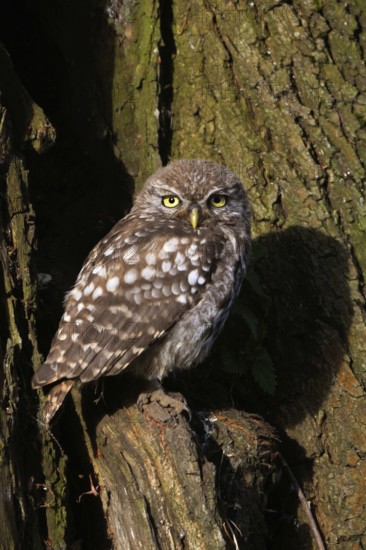 Camera view... Little owl (Athene noctua), owl, owlet, young owl, young bird sitting in the shelter of a tree in the sun, looking into the camera, eye contact, direct view, frontal view, native nature, Lower Rhine, North Rhine-Westphalia, Germany, Western Europe