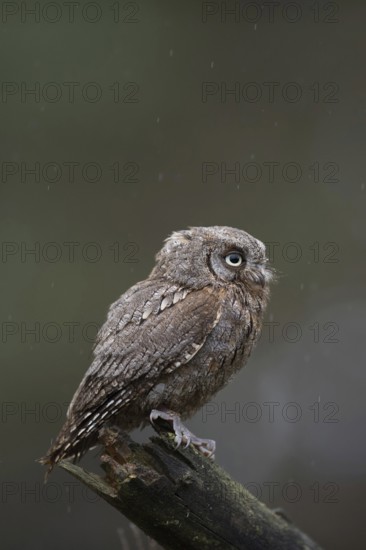 Cute little chap... Scops owl (Otus scops), very small owl, southern European owl, owl species in the Mediterranean region, after the pygmy owl the smallest European owl, native nature, southern Europe
