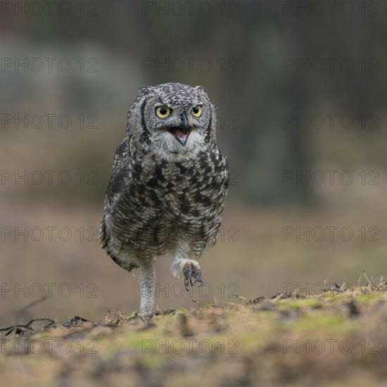 Travelling on foot... Virginia eagle owl (Bubo virginianus) as an infantryman, funny picture of an owl, runs purposefully along the ground, almost all owls are also skilful and fast hunters on the ground, shows the pointed claws, frontal shot, funny animal pictures, Wyoming, North America, United States of America