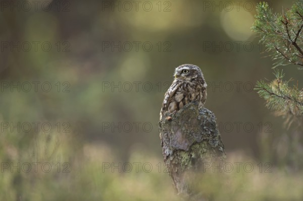 Little owl (Athene noctua) sitting on a tree stump at the edge of the forest in the sun, sunbathing, warmth-loving bird, typical behaviour, looking around, native nature, North Rhine-Westphalia, Germany, Western Europe