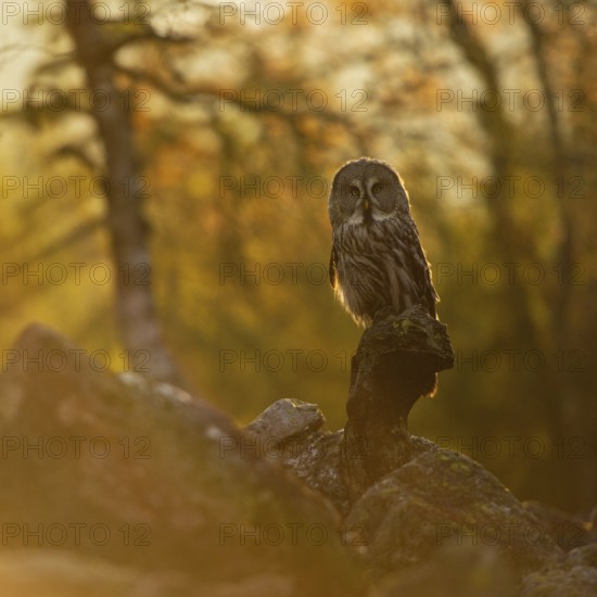 The day awakens... Bearded owl (Strix nebulosa) in the glaring backlight early in the morning in a scree field at sunrise, owl species native to Scandinavia, widespread in Finland and Norway, native nature, Northern Europe