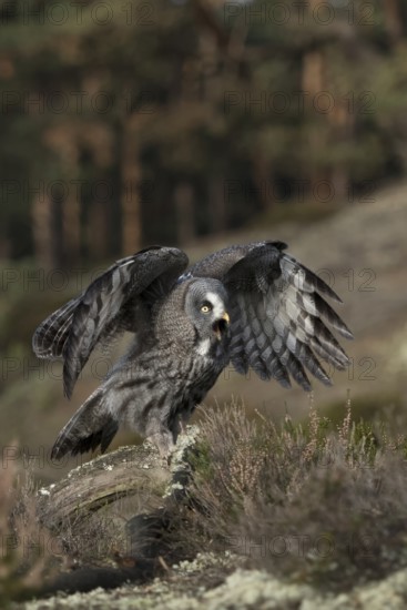 Bearded Owl (Strix nebulosa) sits on dead wood in the middle of a wide clearing in a coniferous forest, calls excitedly, flaps its wings immediately in front of flying up, common in Finland and Norway, native nature, Northern Europe